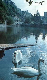 Cigni nella Peschiera di S.Fiora